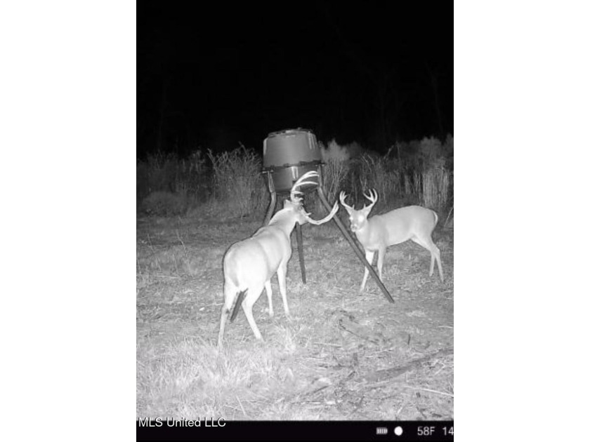 +/- 37 acres located in the Tuscolameta Creek bottom along the - photo 25
