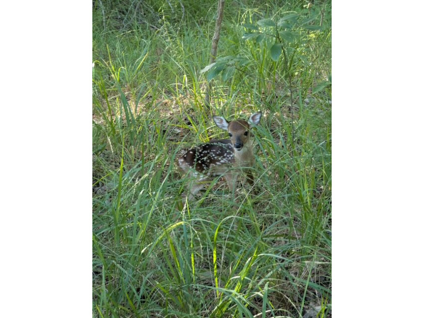 Abundant Wildlife. - photo 27