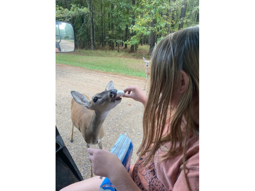 Drive Your Golfcart and Hand Feed The Deer. - photo 28