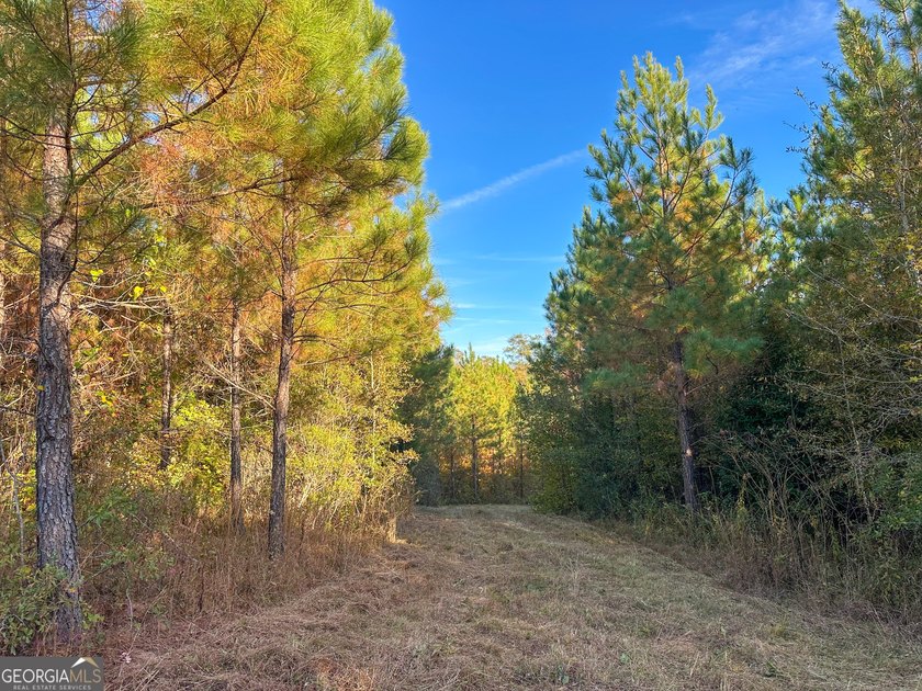 Welcome to 49+ acres on Jordan Road in eastern Harris County - photo 12