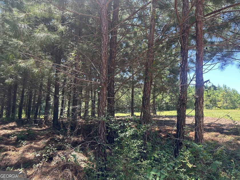 Welcome to 49+ acres on Jordan Road in eastern Harris County - photo 28