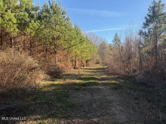 95+/- Acres on Raymond Road - Creek, Ponds, Airstrip, Homesite - photo 14