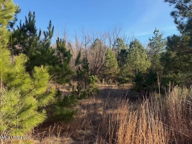 95+/- Acres on Raymond Road - Creek, Ponds, Airstrip, Homesite - photo 40