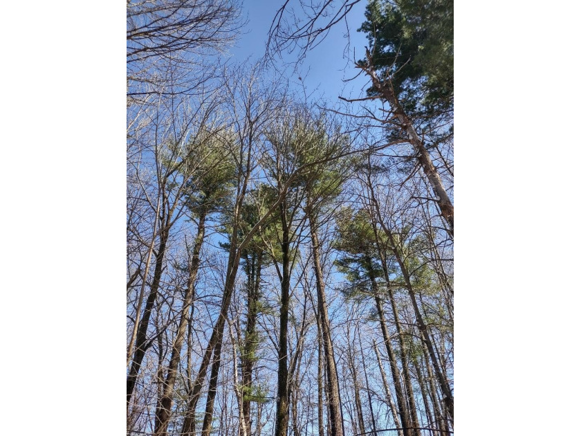 Set in the Majestic Woods development, this gorgeous heavily - photo 13