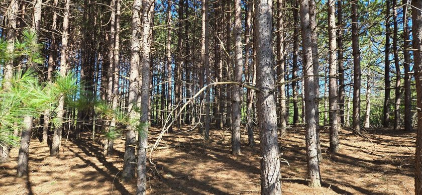 Discover the perfect Northwoods escape on beautiful Bayer Lake - photo 28