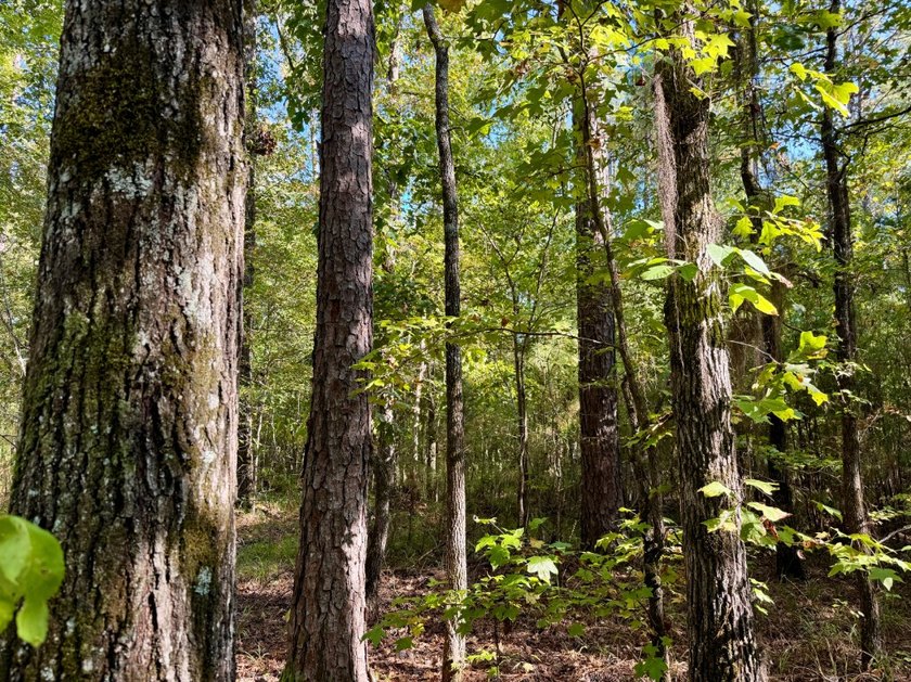 Located just a few miles east of Furman at the intersection of - photo 12