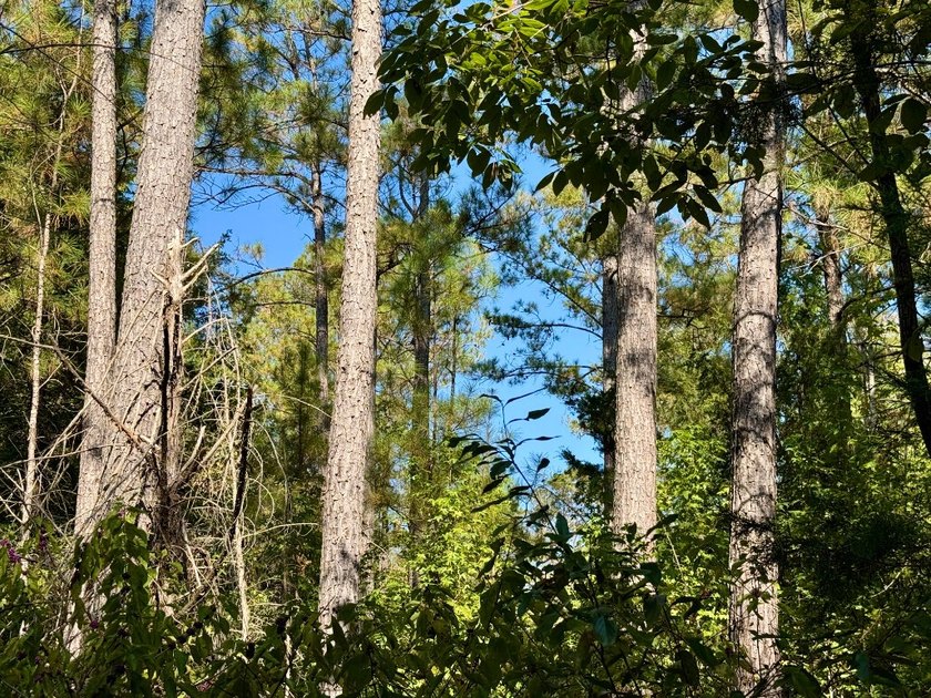 Located just a few miles east of Furman at the intersection of - photo 15