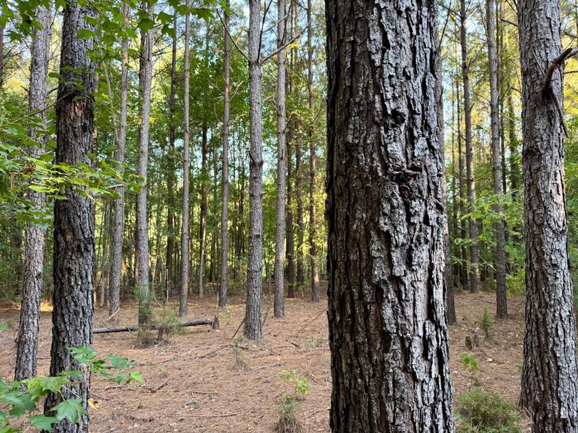 Located just a few miles east of Furman at the intersection of - photo 16