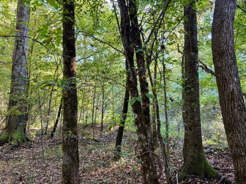 Located just a few miles east of Furman at the intersection of - photo 18