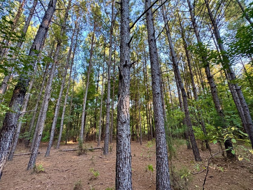Located just a few miles east of Furman at the intersection of - photo 19