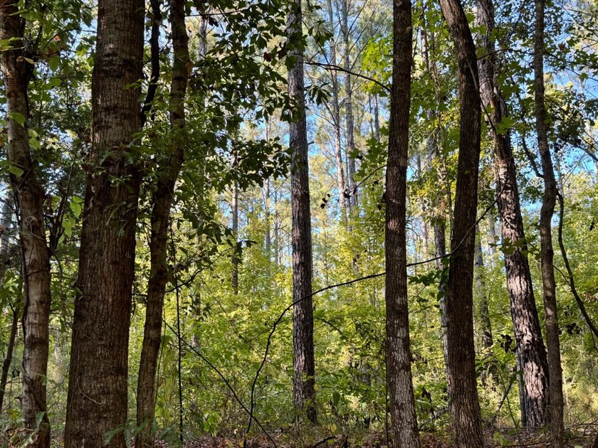 Located just a few miles east of Furman at the intersection of - photo 31