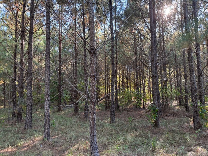Located just a few miles east of Furman at the intersection of - photo 37
