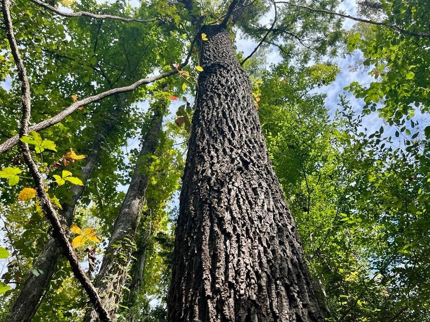 Located just a few miles east of Furman at the intersection of - photo 39
