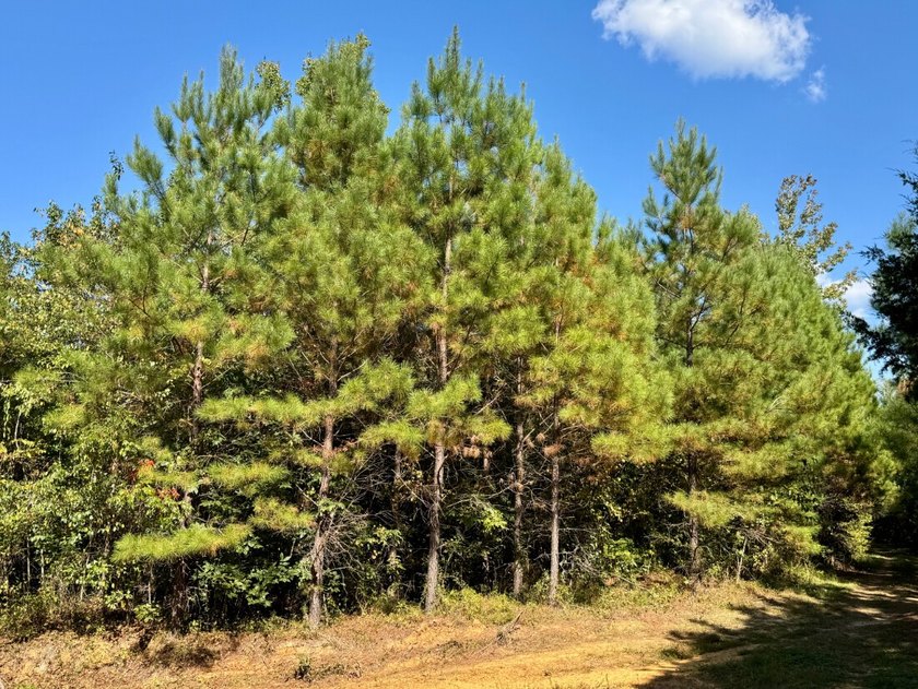 Located just a few miles east of Furman at the intersection of - photo 43