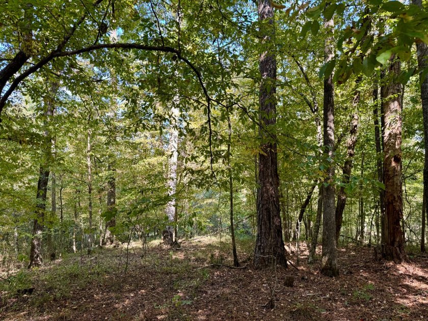 Located just a few miles east of Furman at the intersection of - photo 50