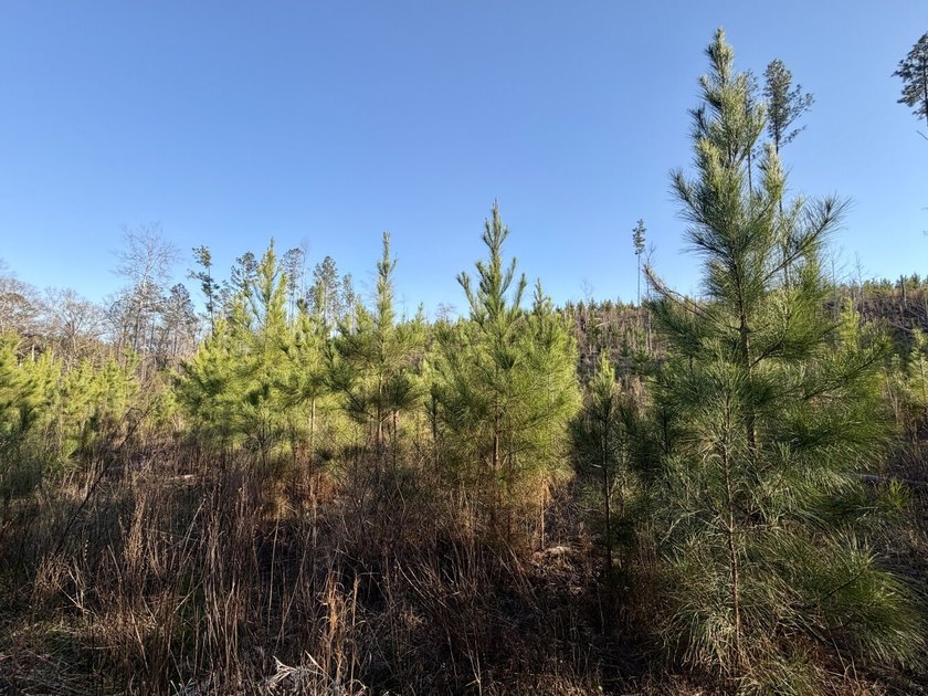 This level of diverse hunting and timber investment rarely hits - photo 8