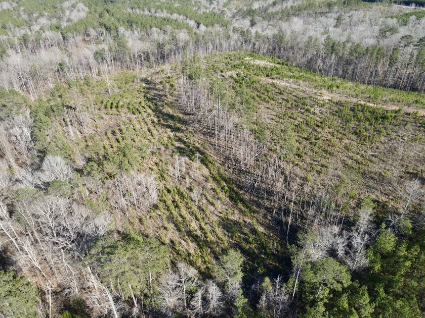 This level of diverse hunting and timber investment rarely hits - photo 9