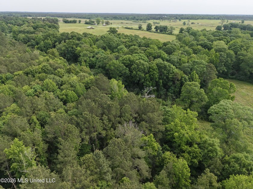 100.18+/- acres in Lawrence County, MS in the Jayess community - photo 32
