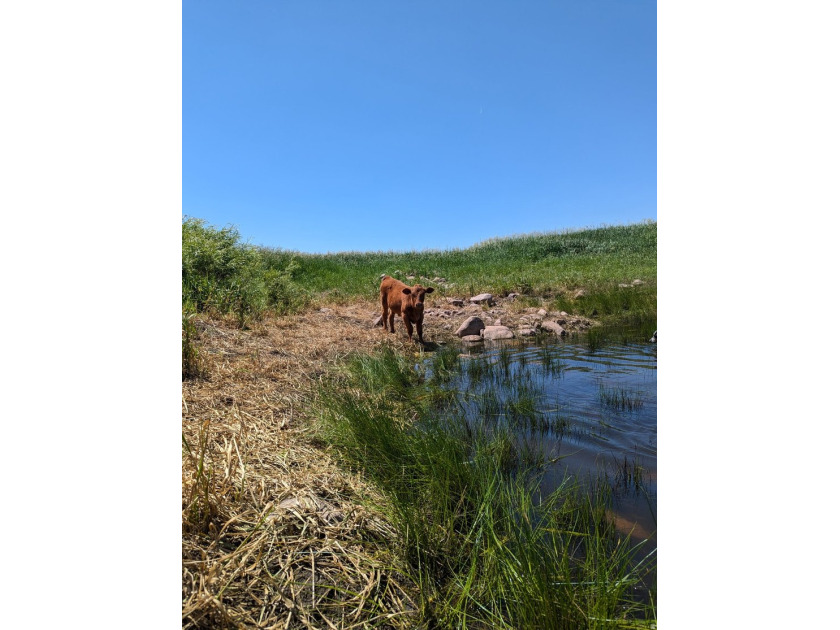 160 sprawling acres of high yielding irrigated farm ground near - photo 5