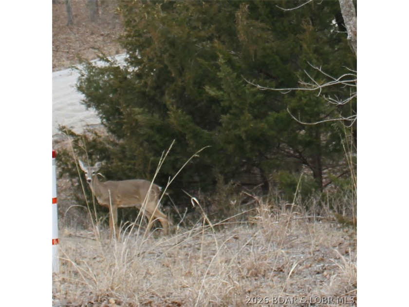 Enjoy the peace and privacy of this beautiful 12-acre wooded - photo 14