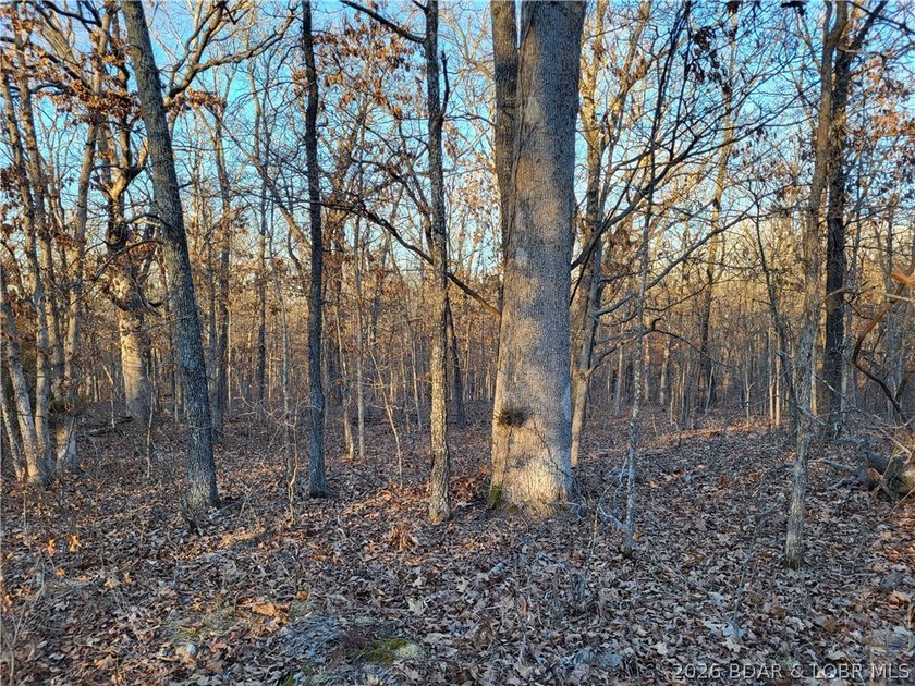 Enjoy the peace and privacy of this beautiful 12-acre wooded - photo 18