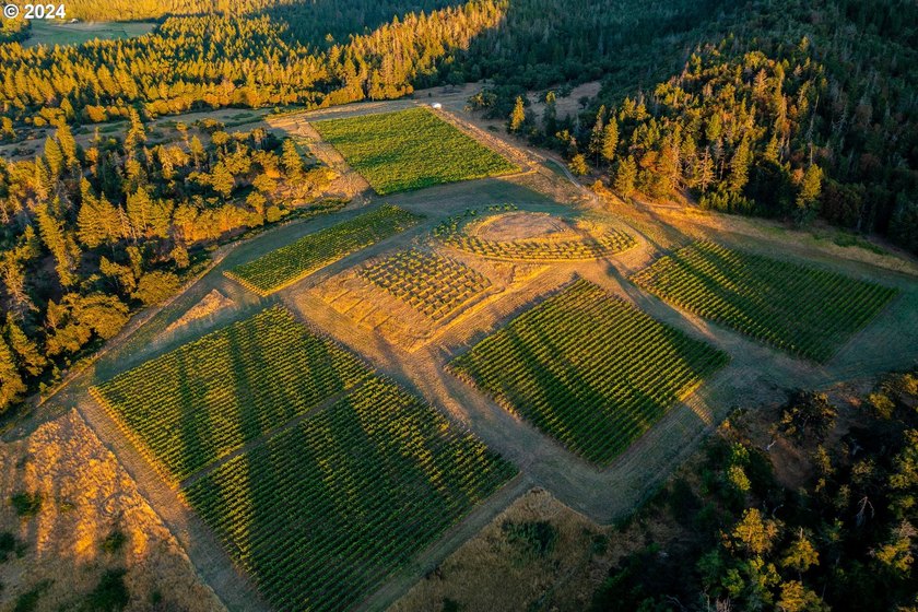Welcome to Red Lily Vineyards, one of the most acclaimed - photo 26