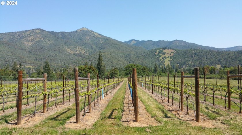 Welcome to Red Lily Vineyards, one of the most acclaimed - photo 27