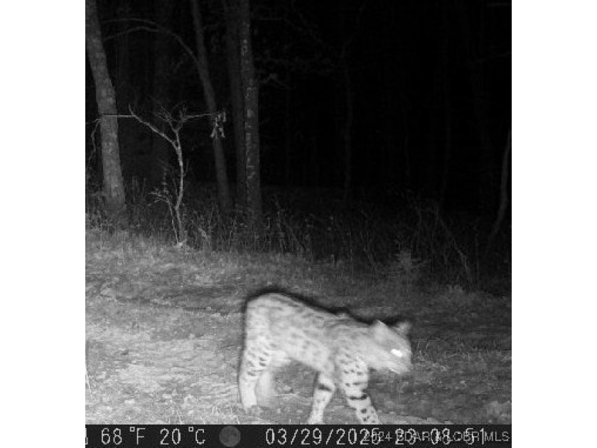 10+/- Acres waiting for your hunting or camping adventures! This - photo 2