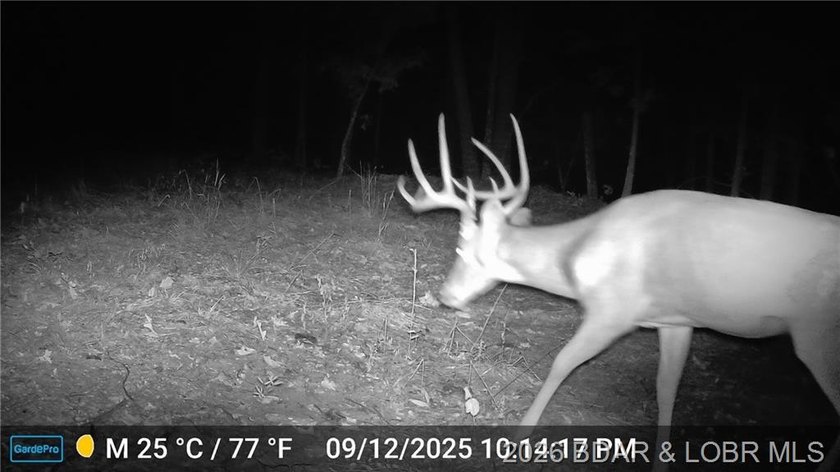 10+/- Acres waiting for your hunting or camping adventures! This - photo 2