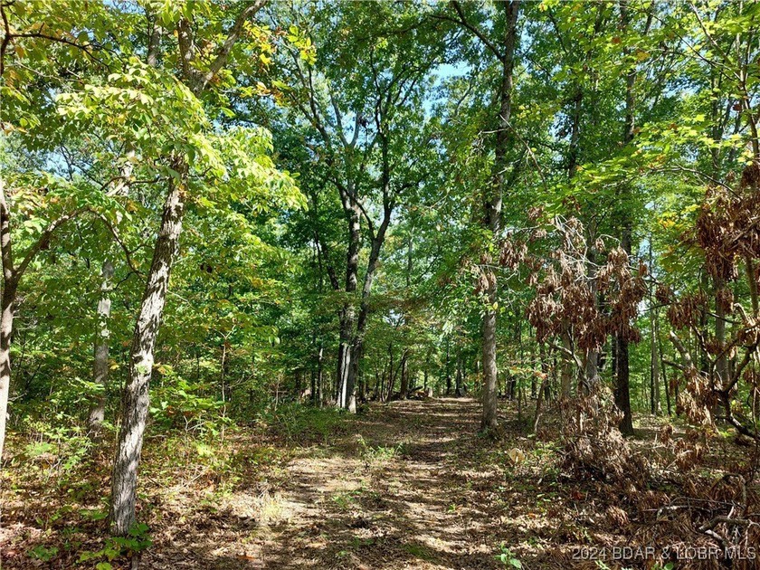 10+/- Acres waiting for your hunting or camping adventures! This - photo 3