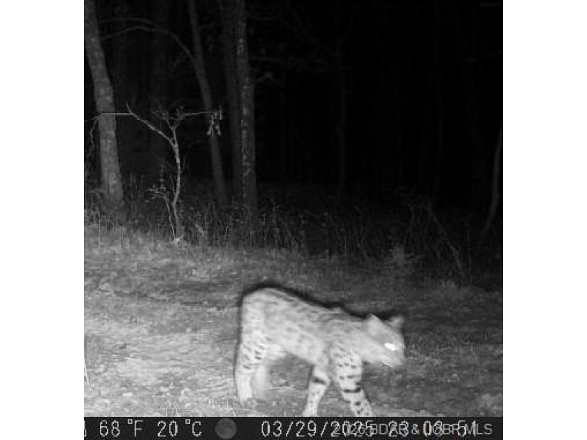 10+/- Acres waiting for your hunting or camping adventures! This - photo 3