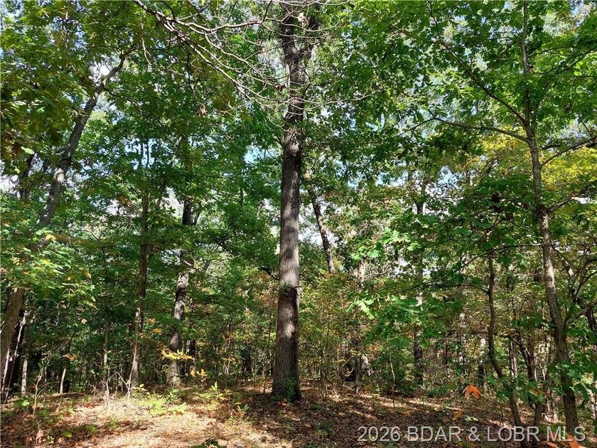 10+/- Acres waiting for your hunting or camping adventures! This - photo 8