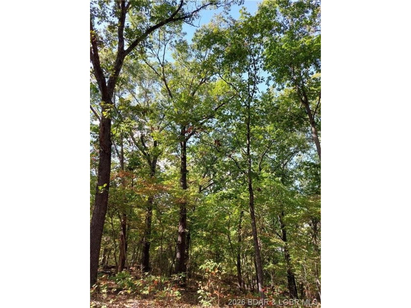 10+/- Acres waiting for your hunting or camping adventures! This - photo 9