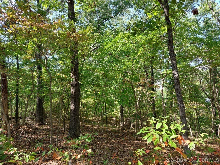 10+/- Acres waiting for your hunting or camping adventures! This - photo 10