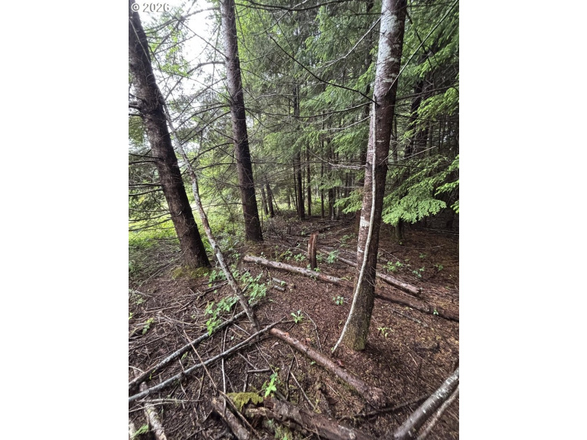 Over 2 acres of secluded paradise!! Just 15 minutes outside of - photo 3