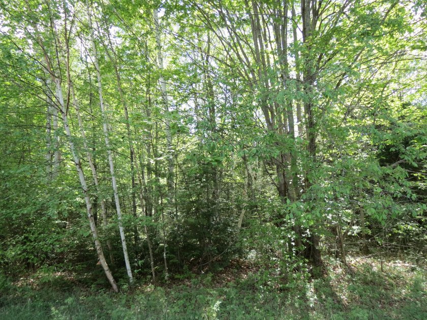 Beautiful wooded lot is waiting for you to build your own dream - photo 11