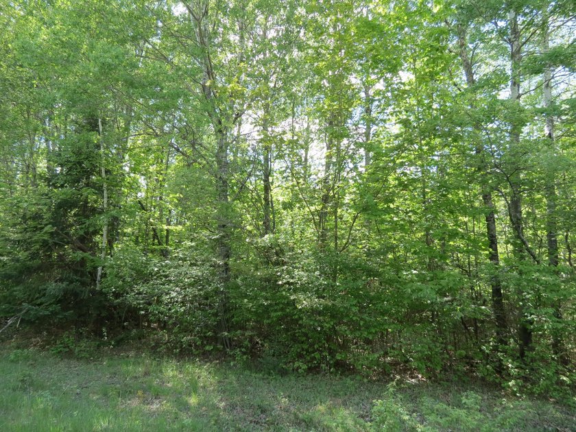 Beautiful wooded lot is waiting for you to build your own dream - photo 13