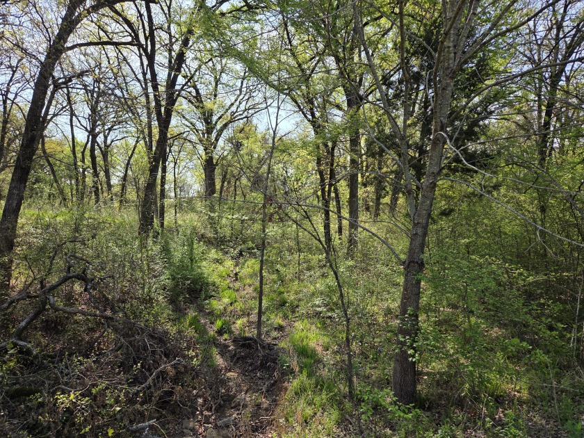 Beautiful treed 1.57 Ac  Corner Oasis - photo 6