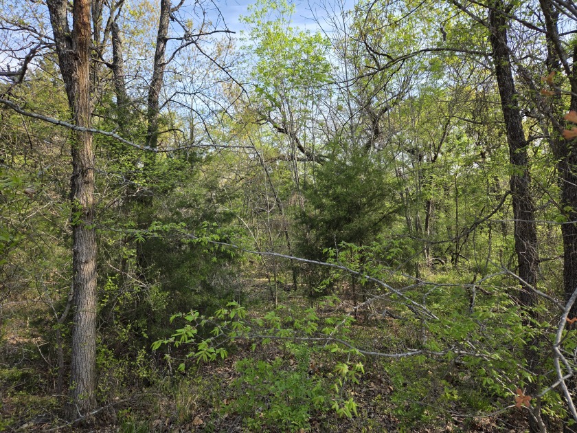 Beautiful treed 1.57 Ac  Corner Oasis - photo 8