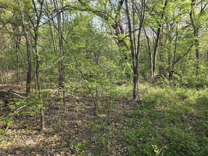 Beautiful treed 1.57 Ac  Corner Oasis - photo 44