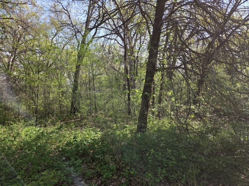 Beautiful treed 1.57 Ac  Corner Oasis - photo 36