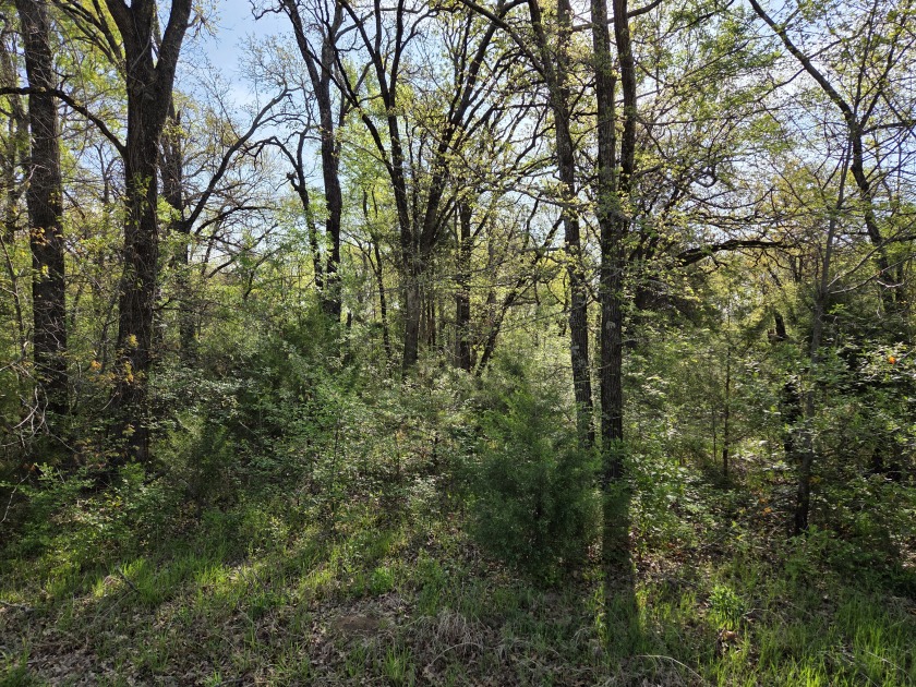 Beautiful treed 1.57 Ac  Corner Oasis - photo 31