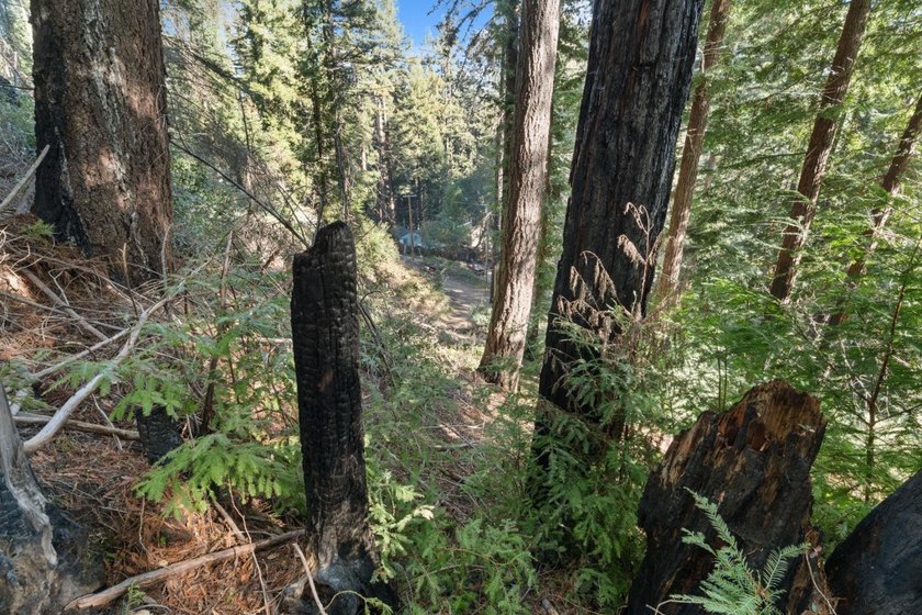 Offering end of the road privacy, this abundantly sunny vacant - photo 18