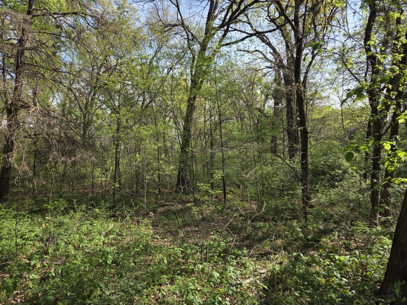 Beautiful treed 1.57 Ac  Corner Oasis - photo 18