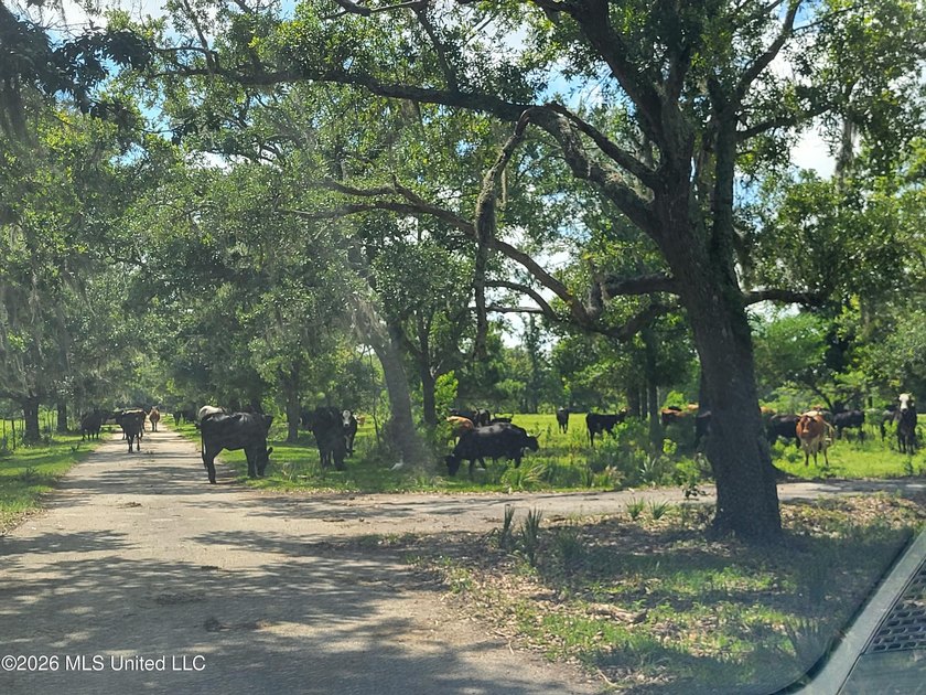 Opportunity is endless! 183 acres in Bay St. Louis! Over 1/2 - photo 7