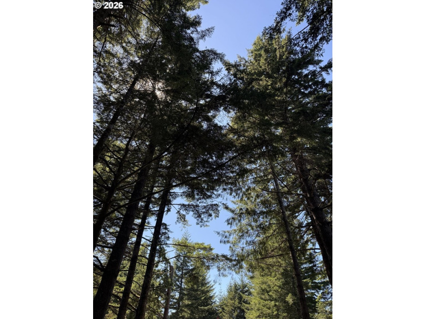 An Enchanted Forest Retreat on 2.88 Acres! Escape to your own - photo 42