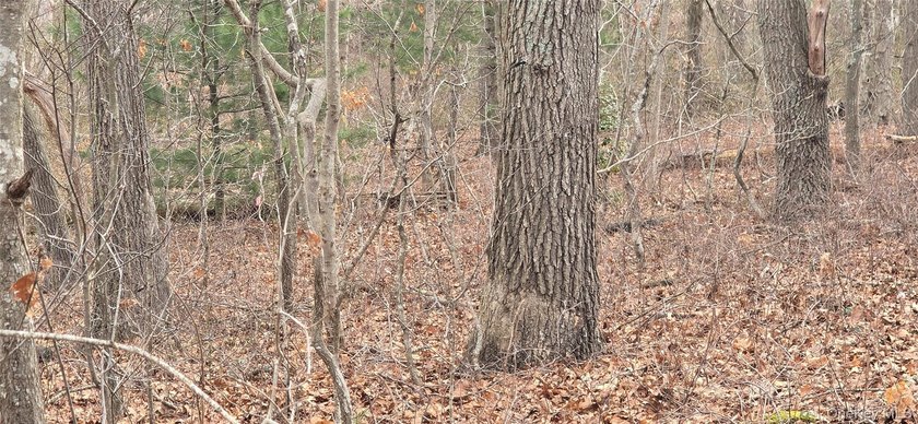 3 prime buildable lots in a growing Mastic/Shirley location! - photo 4