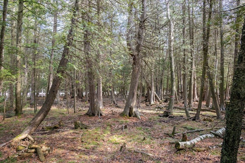 This half acre lot where Glidden Drive begins offers a rare - photo 19