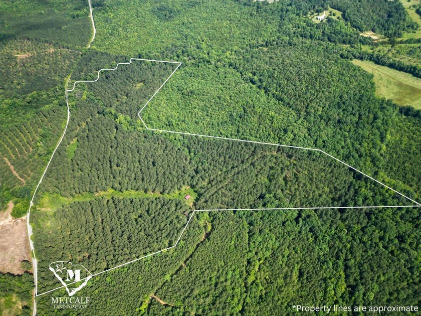 70.11 Acres | Professionally Managed Pine Plantation | Union - photo 3