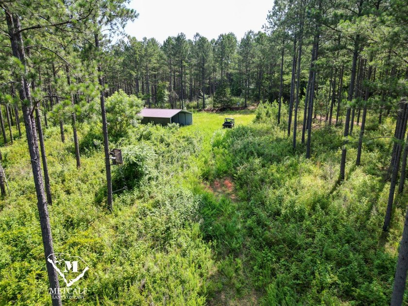 70.11 Acres | Professionally Managed Pine Plantation | Union - photo 6